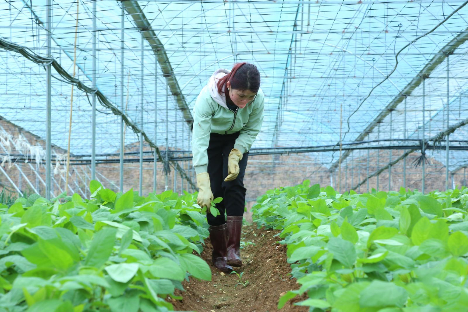 Kế toán HTX làm việc